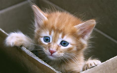 Kittens Screensavers Wallpaper 48 Images