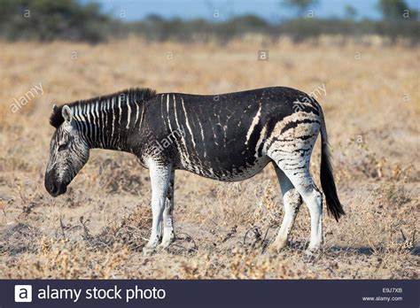 Burchells Plains Zebra Equus Burchelli With Melanistic Markings