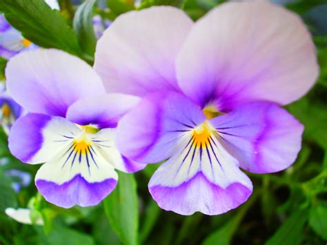 4.4 from | 6 reviews. johnny jump up Viola tricolor | Viola flower, Heirlooms ...