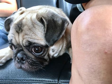 The dog is fed a diet low in protein, and medications such as lactulose and metronidazole or neomycin are given to prevent the. Pug's Liver Shunt Surgery | Pet Medical Fundraising with ...