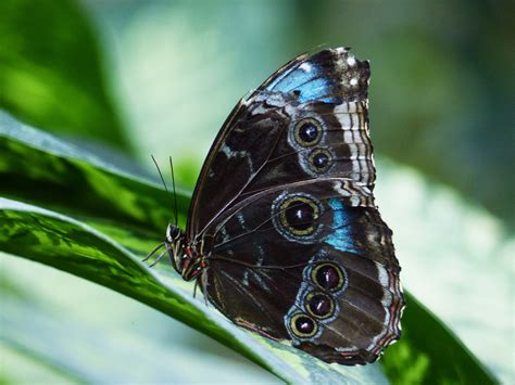 Maybe you would like to learn more about one of these? Im Haus der Schmetterlinge Foto & Bild | natur, zoo, tiere ...