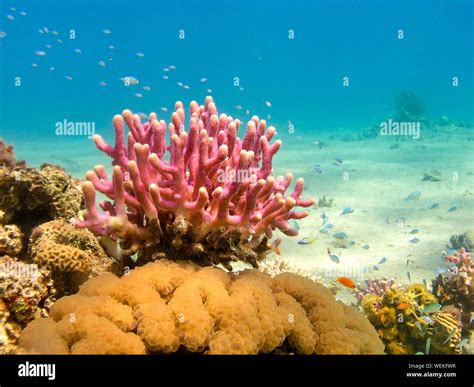 Coral Reefs In The Red Sea Egypt Stock Photo Alamy