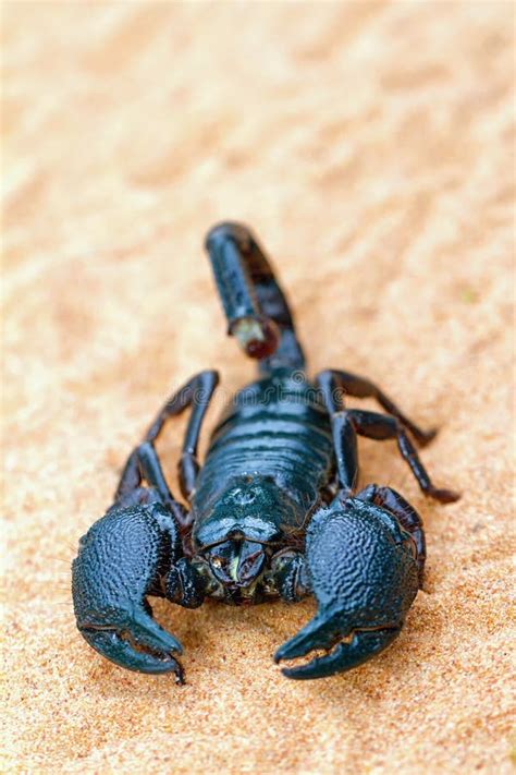 Pandinus Imperator The Largest Scorpion In The World Stock Photo