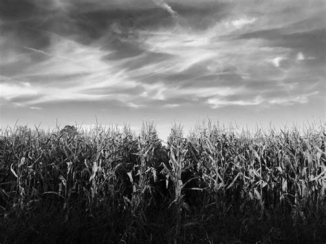 Autumn In Black And White Photograph By Michael Swartz Fine Art America