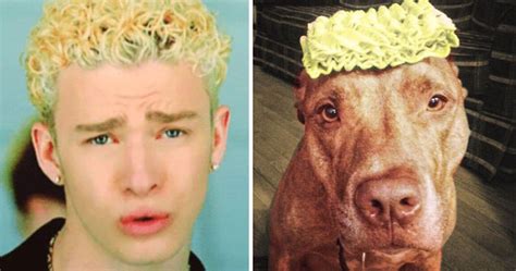 21 You Are Dog Now Pictures That Prove We Are All Dogs