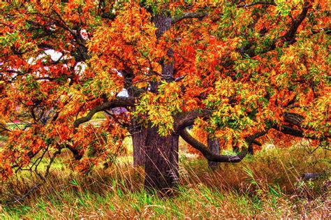 Autumn Burr Oak Photograph By Roger Passman Pixels