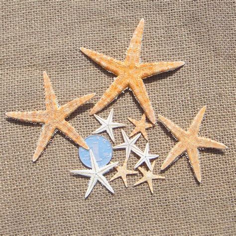 Small Starfish Shell Fish Tank Diy Crafts Decoration Small Starfish