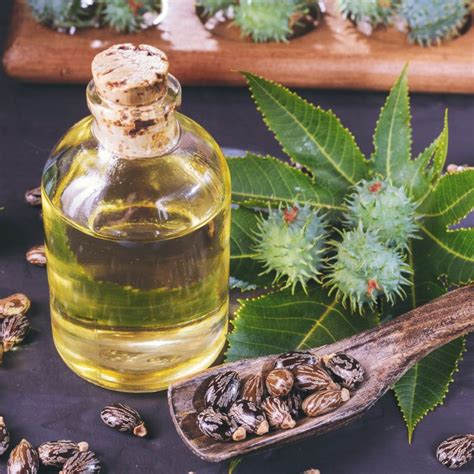 Castor Oil Benefits Uses Dosage And Side Effects Dr Axe Castor