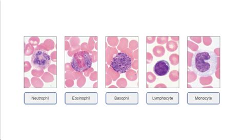 Anatomy and Physiology 2 Chapter 17 Flashcards | Easy Notecards