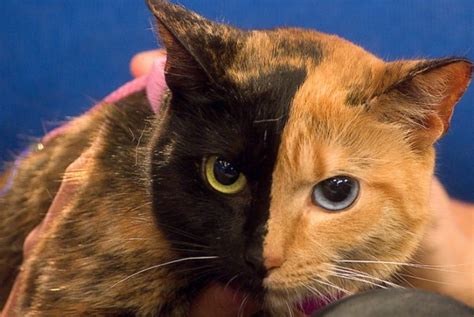 Top 10 Cats Born With Unusual Birth Defects And Fur Markings