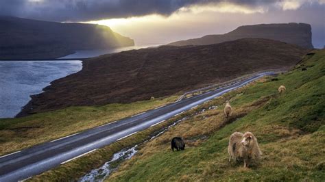 Sheep And Road On Seashore At Sunset Eiði Eysturoy Faroe Islands
