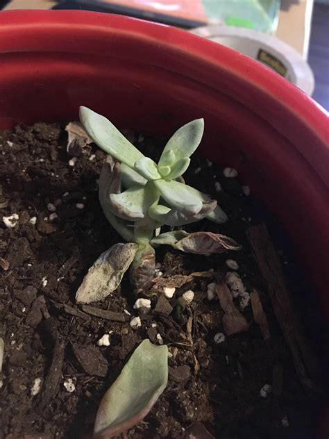 Had a severely etiolated plant so I chopped the head off ...