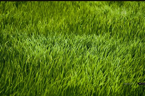 Hd Grass Wallpapers Wallpaper Cave