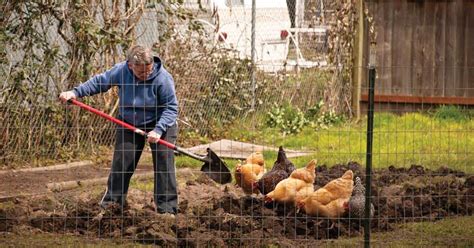 Profitability of poultry farming in ghana. Backyard Chicken Basics - Sustainable Farming - MOTHER ...