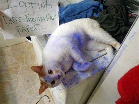 Guilty Cats Who Deserve To Be Shamed Publicly Barnorama