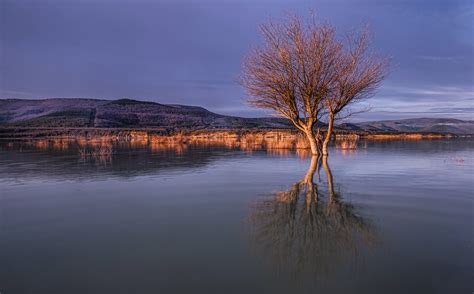 Landscape Photography Of Bare Tree On Body Of Water Hd Wallpaper