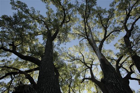 Champion And Heritage Tree Programs Nebraska Forest Service