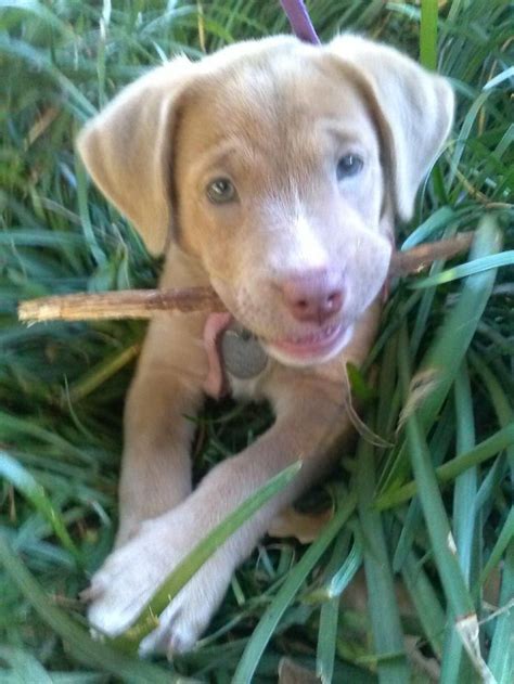 If the pitbull lab mix has got your attention then keep reading to learn all you need to know about they can be one of the primary labrador colors (black, yellow and chocolate). 74 best ️Pitbull Lab Mix ️ images on Pinterest | Lab mixes ...