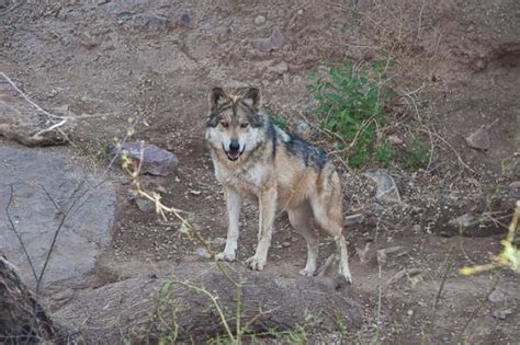 Mexican Grey Wolf Picture Of Arizona Sonora Desert Museum Tucson