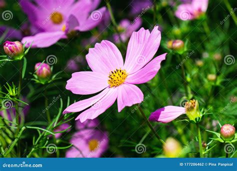 Pink Mexican Aster Flowers In Garden Bright Sunshine Day On A