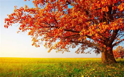 Fall Landscape Trees Field Wallpapers Hd Desktop And Mobile