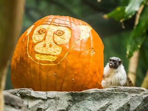 Zoo Animals Get In The Halloween Spirit By Smashing