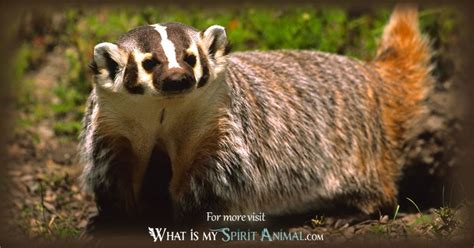 Badger Symbolism And Meaning Spirit Totem And Power Animal Power