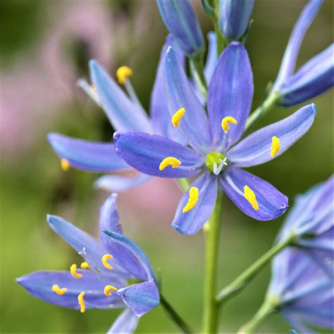 Pale Blue Camassia Bulbs For Sale Online Blue Heaven Easy To Grow