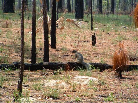 Shermans Fox Squirrel Florida State Parks