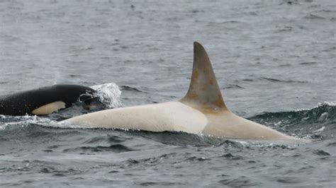 Pextremely Rare White Orca Spotted In Bering Sea Near Russia Kmtr
