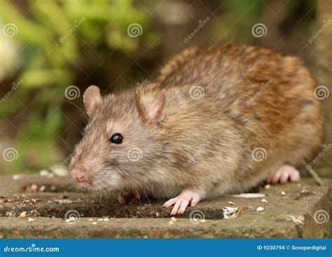 Brown Rat Stock Photo Image Of Hamster Snout Portrait 9230794