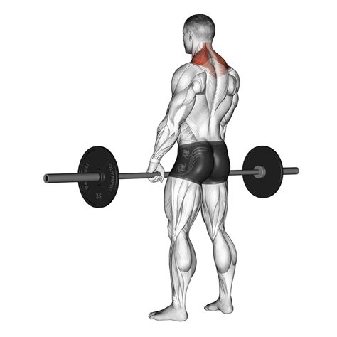 8 Pull Day Exercises Biceps Back And Posterior Deltoids Inspire Us
