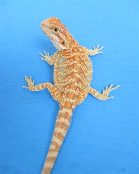 Hypo Melanistic Bearded Dragons For Sale Atomic Lizard Ranch