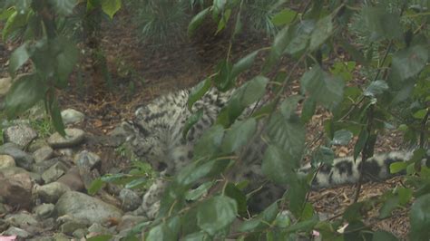 Kenji The Snow Leopard Cub At Seneca Park Zoo Wham Photo