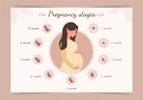 Infografía De Las Etapas Del Embarazo Silueta De Mujer Joven