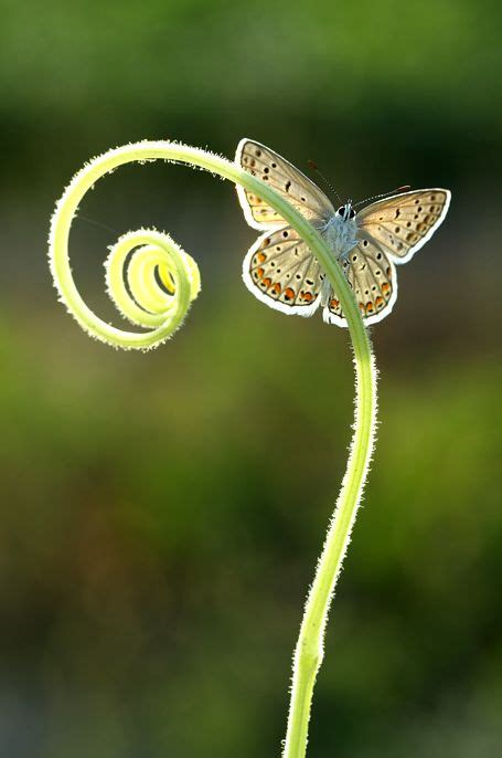 By Lisans On Deviantart Beautiful Butterflies Beautiful Nature