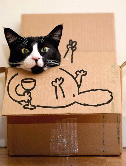 Cat Box ~ Funny Joke Pictures