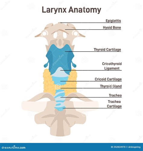 Larynx Anatomy Anterior Trachea Parts Stock Vector Illustration Of