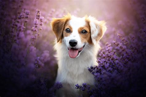 Purple Dog Wallpapers Wallpaper Cave