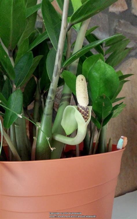 Photo Of The Bloom Of Zz Plant Zamioculcas Zamiifolia Posted By