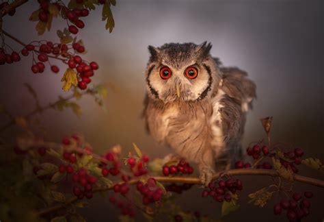 Wise Owl On Berry Branch Hd Wallpaper Background Image