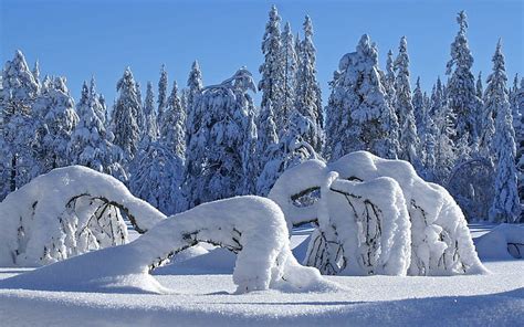 Hd Wallpaper Trees In The Snow Snow Covered Pine Trees Nature