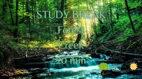 Study Break 20 Min Forest Creek To Rest Your Mind Nature Sounds