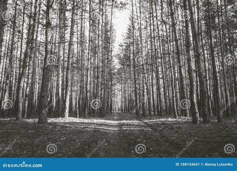 Road In The Pine Forest In Autumn Monochrome Photo Stock Image