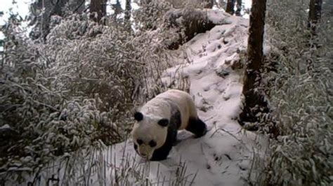 Infrared Cameras Record Wild Giant Pandas Cn