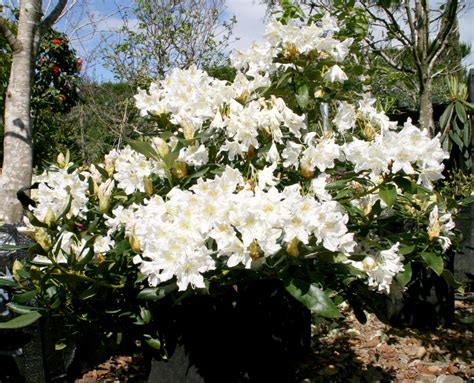 Rhododendron Cunninghams White Black Bridge Nurseries