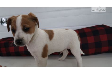 However, they take a lot of time and energy to raise properly, and have certain characteristics that do not make 2 checking the physical traits of a jack russell puppy. Dully: Jack Russell Terrier puppy for sale near Indianapolis, Indiana. | cb6e44cb-23d1