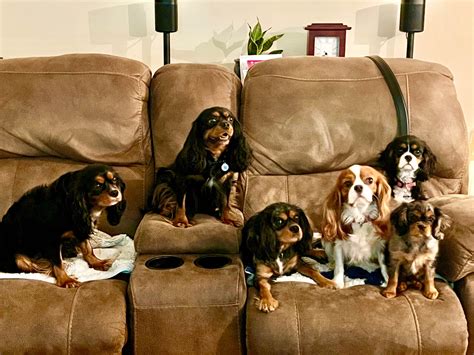 Ozark Mtn. Cavaliers - Cavalier King Charles Spaniel Puppies for Sale