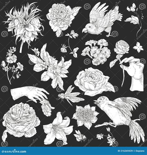 Vintage Monochrome Floral Set Of Illustration With Woman Hand Stock