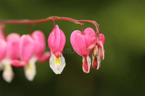 Pink Bleeding Heart Macrophotography Stock Photo Image Of Blooms